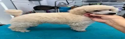 Miniature Poodle dogs for sale: Miniature Poodle 1 - Ad 2