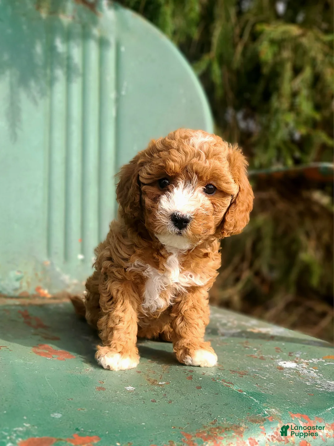 Cavapoo dogs for sale: Brandy - Ad 3