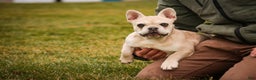 French Bulldog dogs for sale: Addie - Ad 8