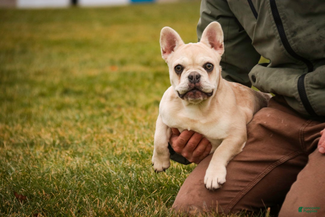 French Bulldog dogs for sale: Addie - Ad 8