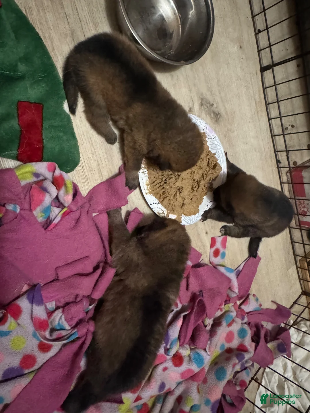 Other breed dogs for sale: Tomago - Ad 2