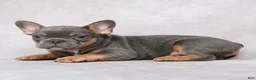 French Bulldog dogs for sale: Skylar - Ad 6