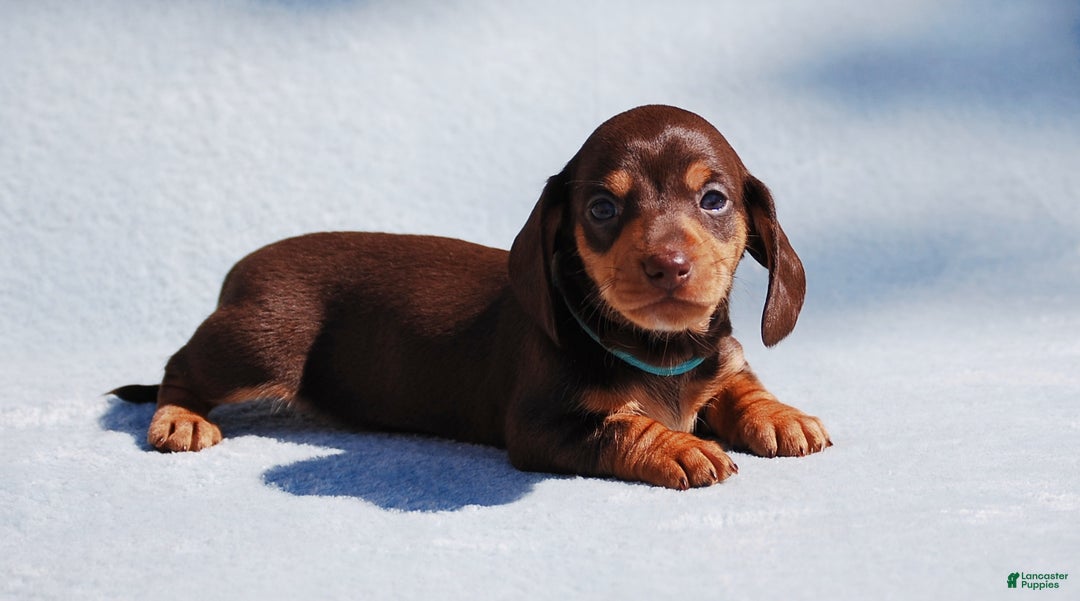 Miniature Dachshund Puppies for sale in Missouri Lancaster Puppies - Main Image