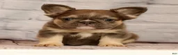 French Bulldog dogs for sale: Biscuit - Ad 3