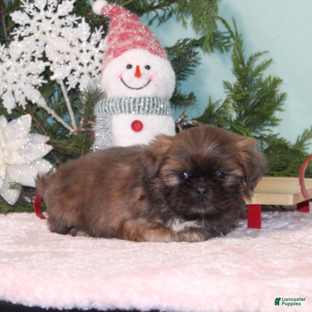 Shih Tzu dogs for sale: Mittens - Ad 4