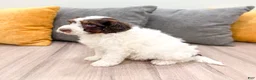 Aussiedoodle dogs for sale: Rusty - Ad 4