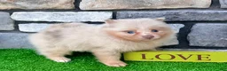 Pomeranian dogs for sale: Fluffy - Ad 6