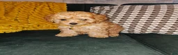 Toy Poodle dogs for sale: Honey- Potty Trained 5lbs Full GROWN - Ad 20