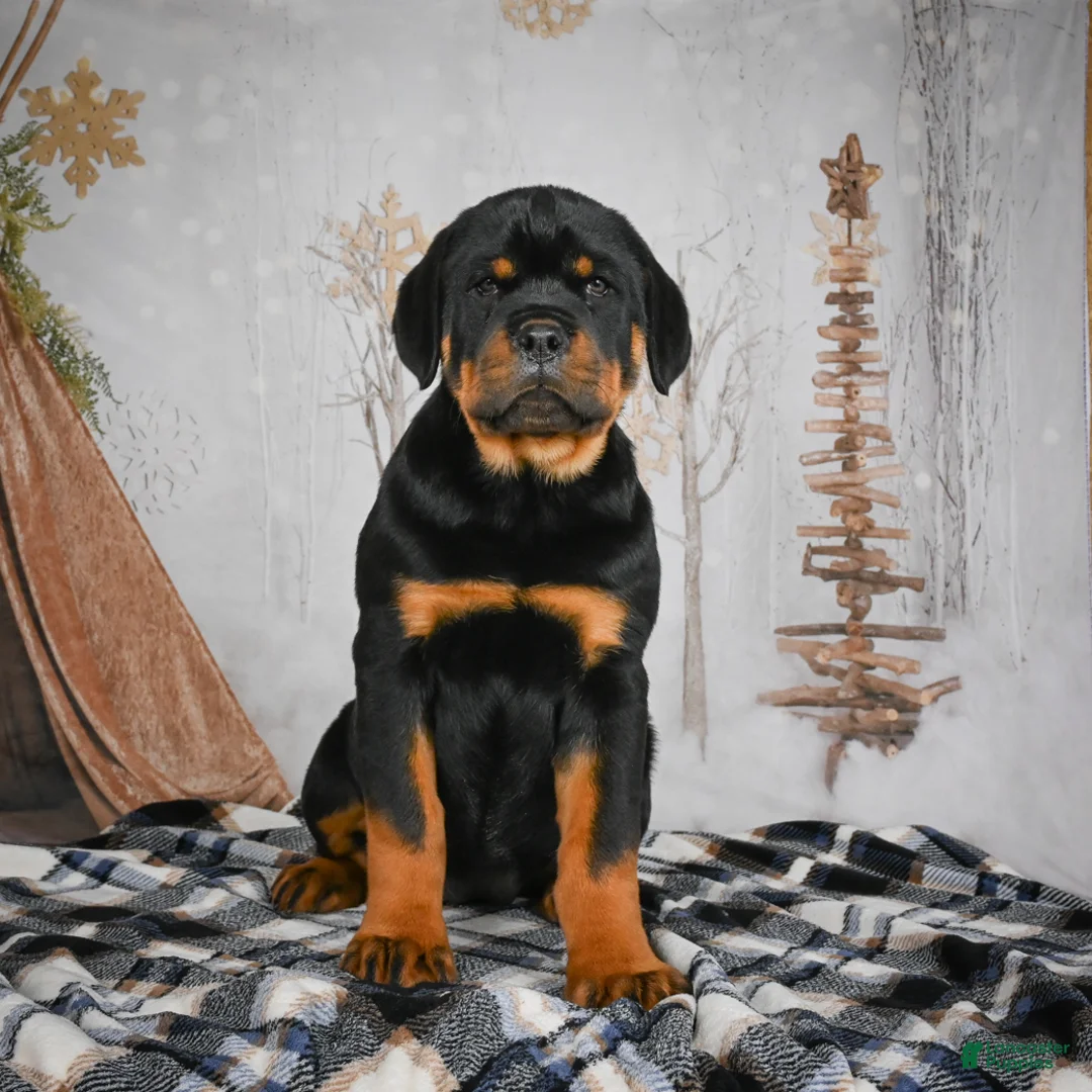 Rottweiler dogs for sale: Tara/ Mocha – Santos Ad-Dirah - Ad 14