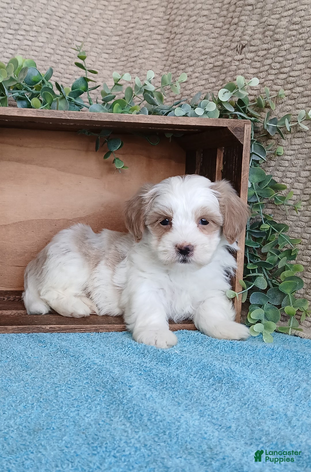 Havanese dogs for sale: Magic  - Ad 4