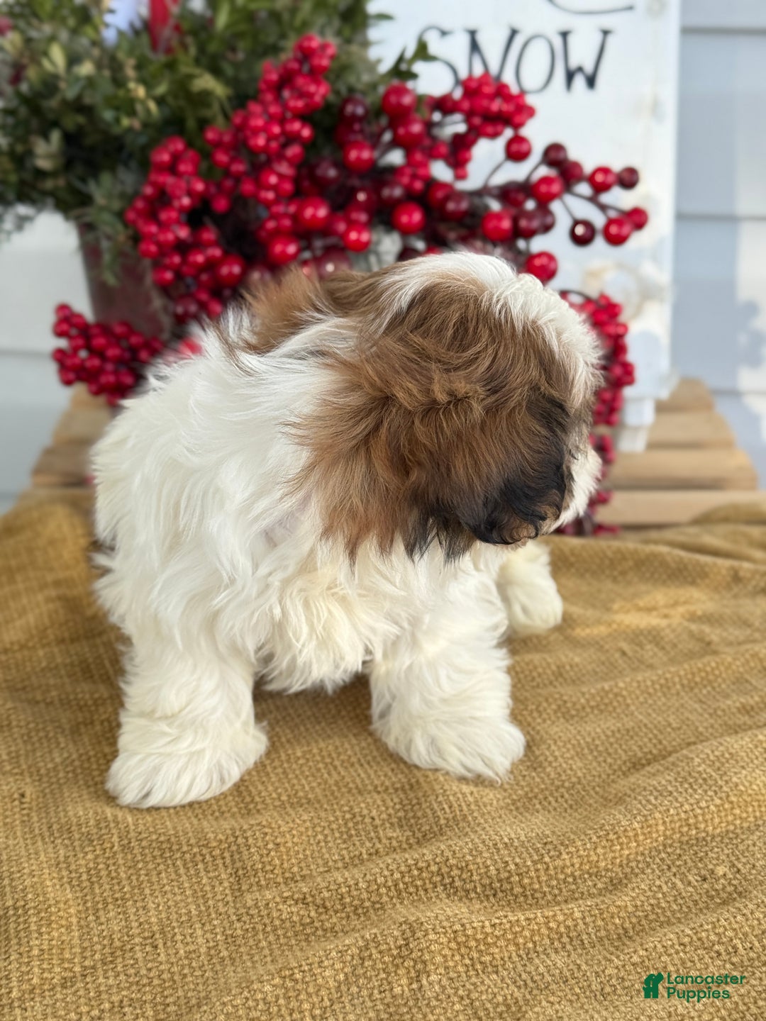Shih Tzu dogs for sale: Poppy - Ad 2