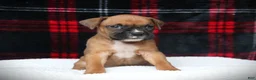 Boxer dogs for sale: Lexi - Ad 1