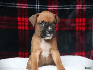 Boxer dogs Lexi - Ad 11