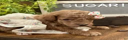Miniature Poodle dogs for sale: Sugar - Ad 8