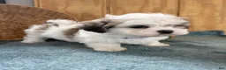 Teddy Bear dogs for sale: Fluffie - Ad 11