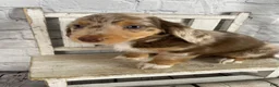 Miniature Dachshund dogs for sale: Annie - Ad 3