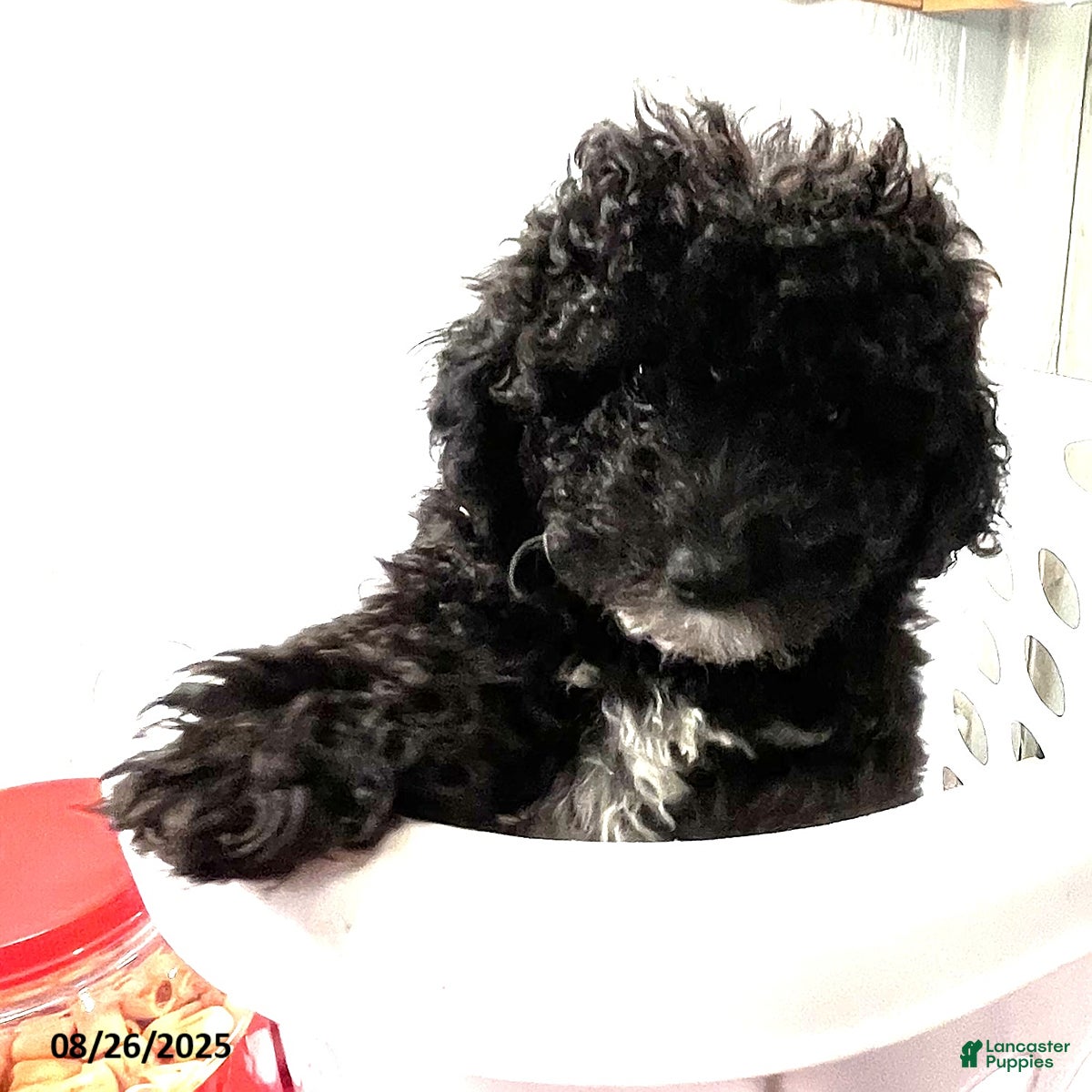 Toy Poodle dogs Andy - Ad 35