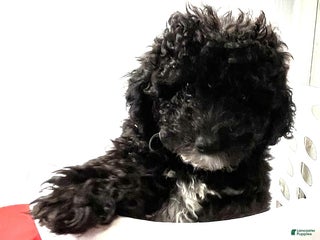 Toy Poodle dogs Andy - Ad 9