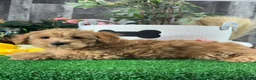 Yorkiepoo dogs for sale: Ollie - Ad 3