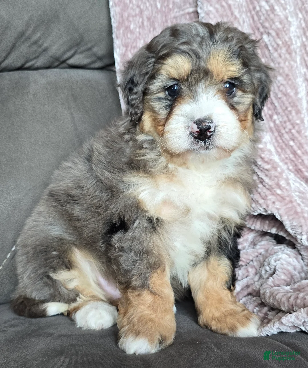 Mini Bernedoodle dogs for sale: Mini Bella - Ad 16