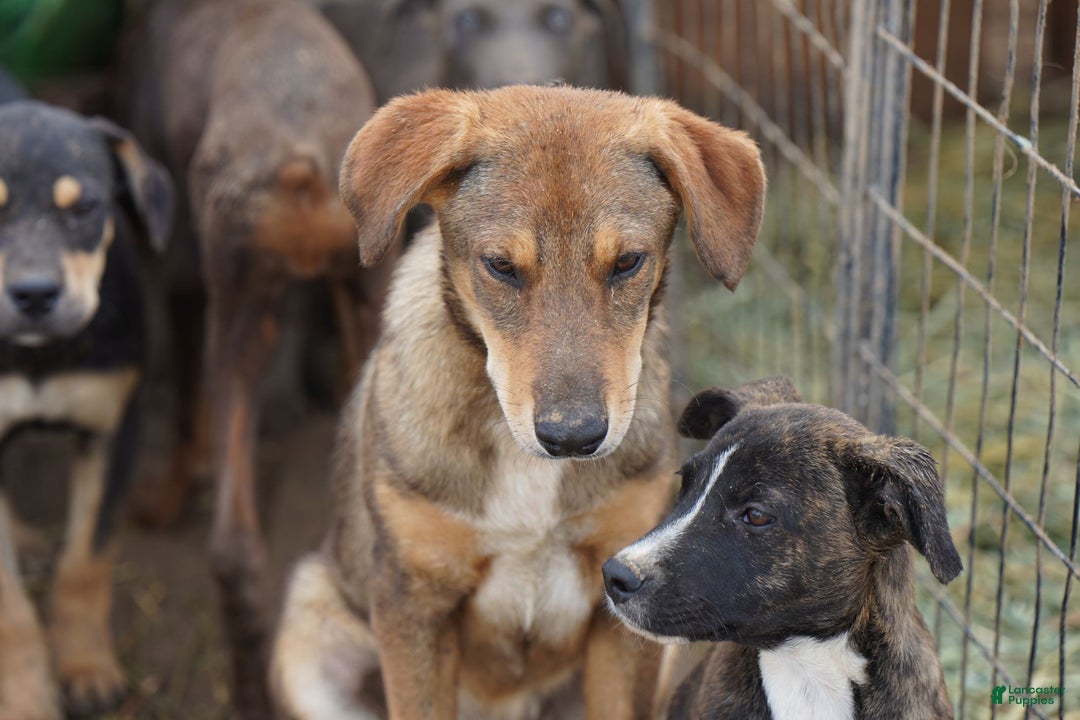 Mixed Breed dogs for sale: Dragon Tiscar Farm Dog - Ad 3