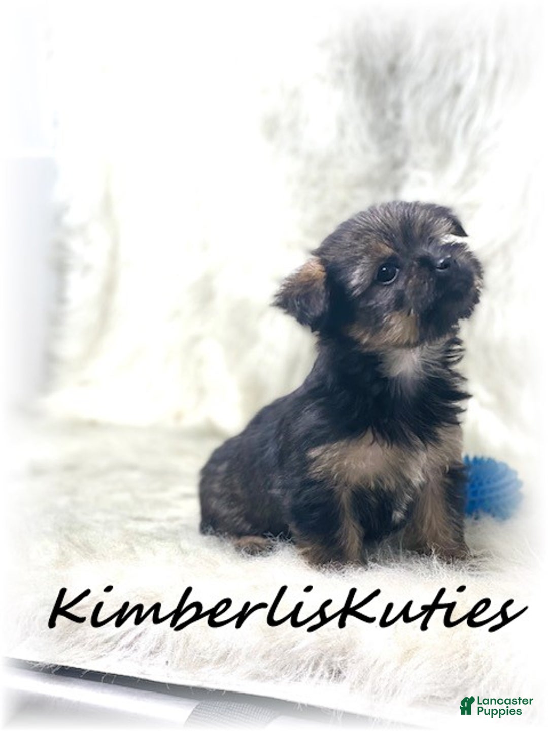 Morkie dogs for sale: Morkie Puppy 1 - Ad 2