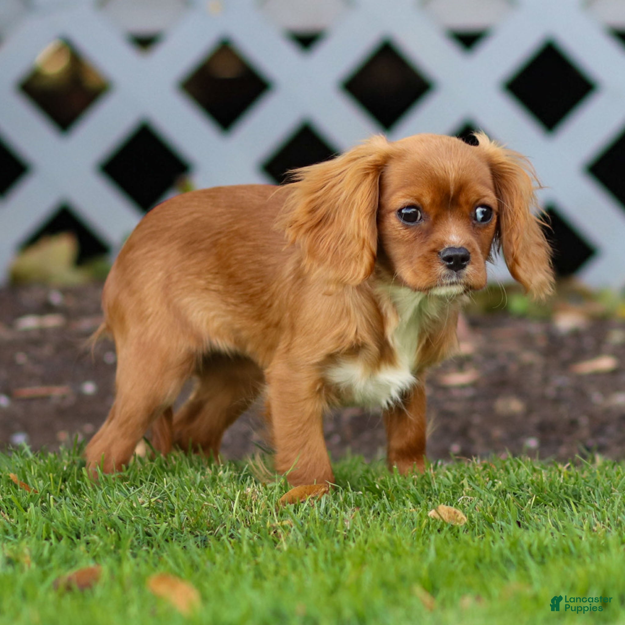 Cavalier King Charles Spaniel dogs Ruby - Ad 1
