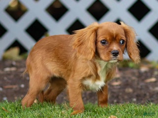 Cavalier King Charles Spaniel dogs Ruby - Ad 40