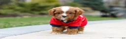 Cavapoo dogs for sale: Archie - Ad 10
