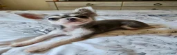 Chihuahua dogs for sale: Chihuahua 1 - Ad 2