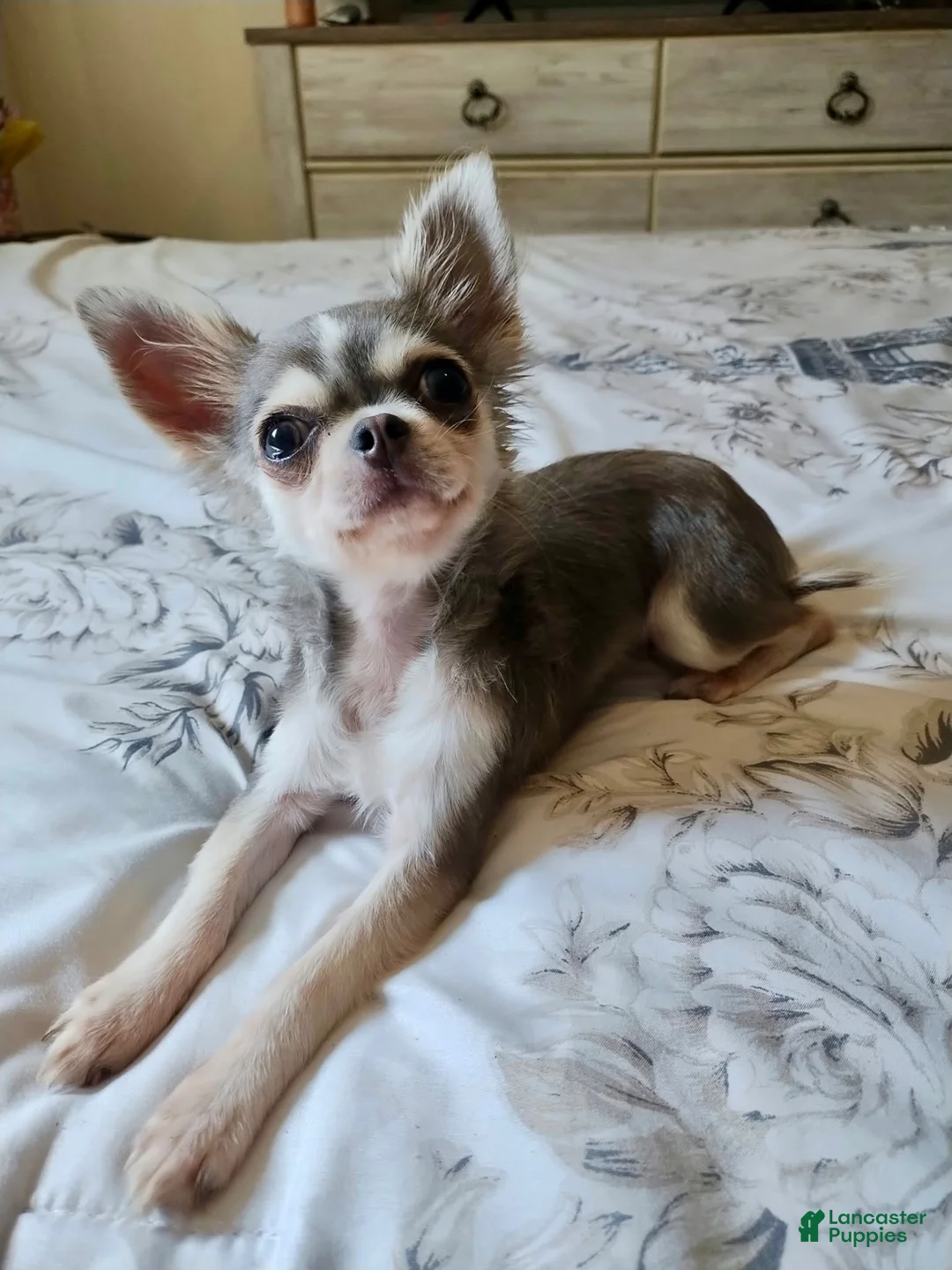 Chihuahua dogs for sale: Chihuahua 1 - Ad 2