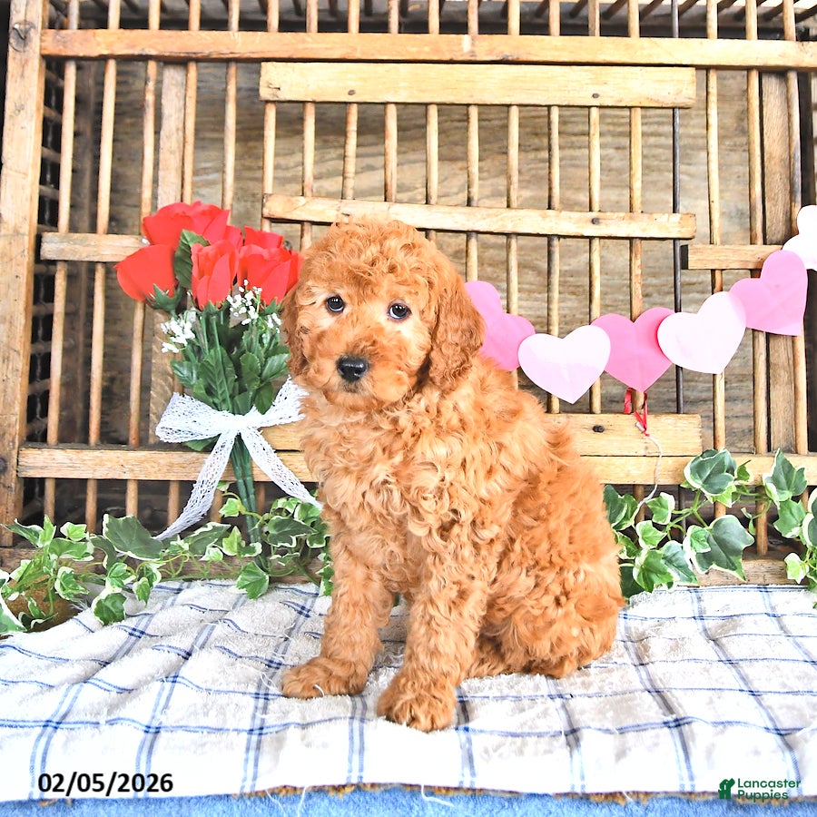 Mini Goldendoodle dogs Sport - Ad 2