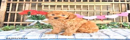 Mini Goldendoodle dogs for sale: Sport - Ad 2