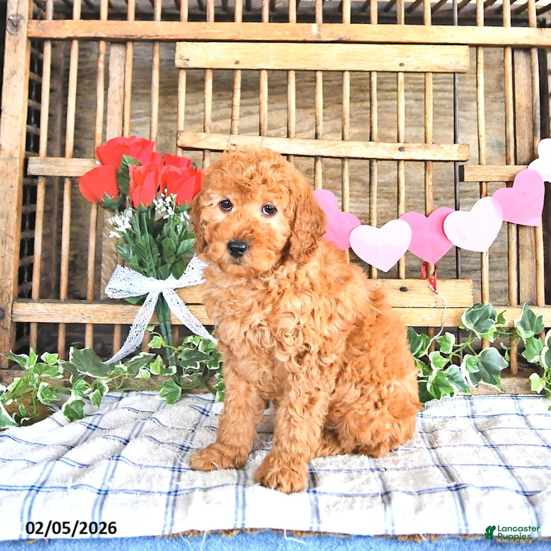 Mini Goldendoodle dogs for sale: Sport - Ad 2