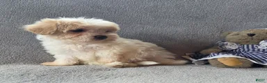 Daisy 