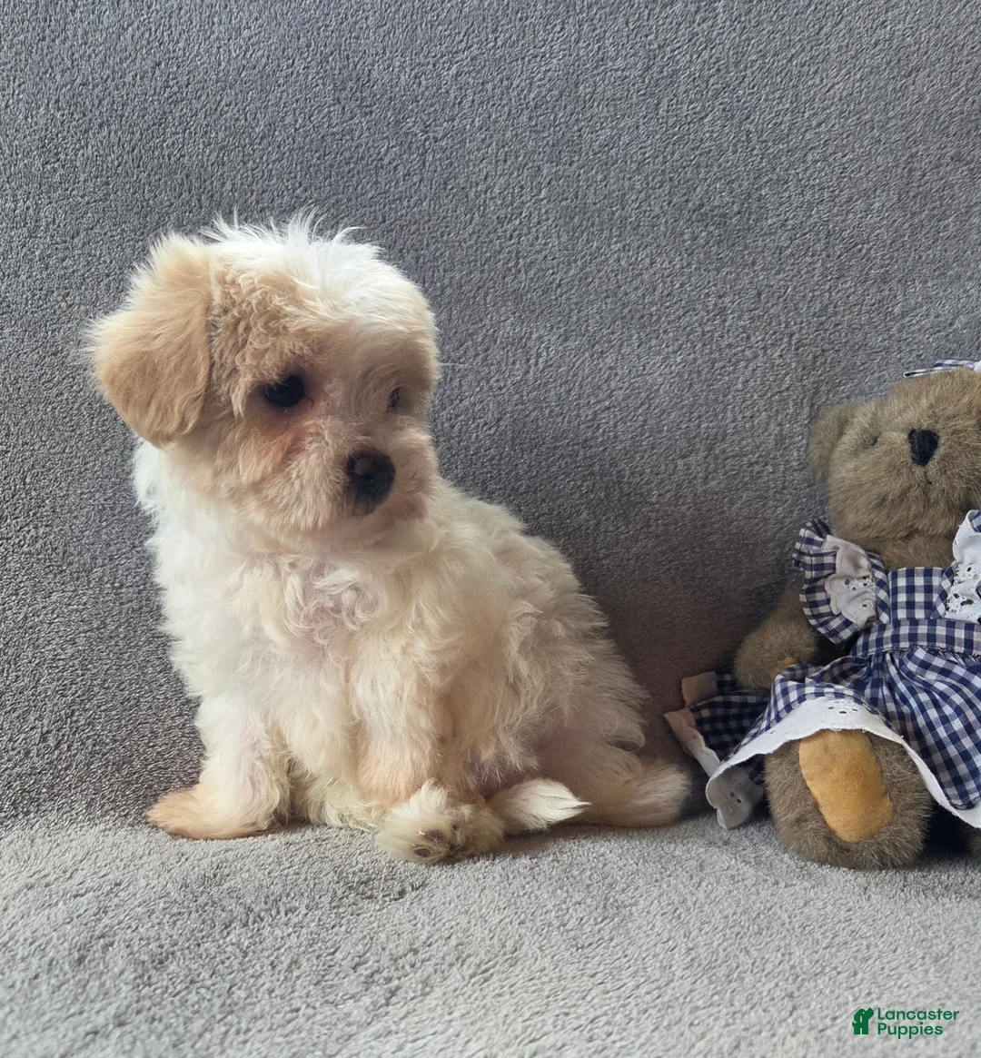 Maltipoo dogs for sale: Daisy  - Ad 1