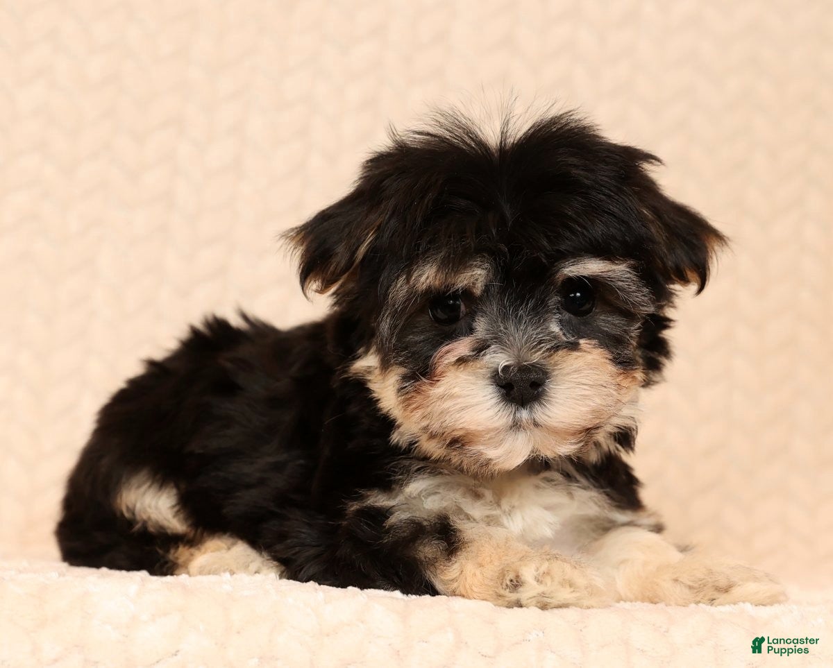 Yochon dogs Macy - Ad 37