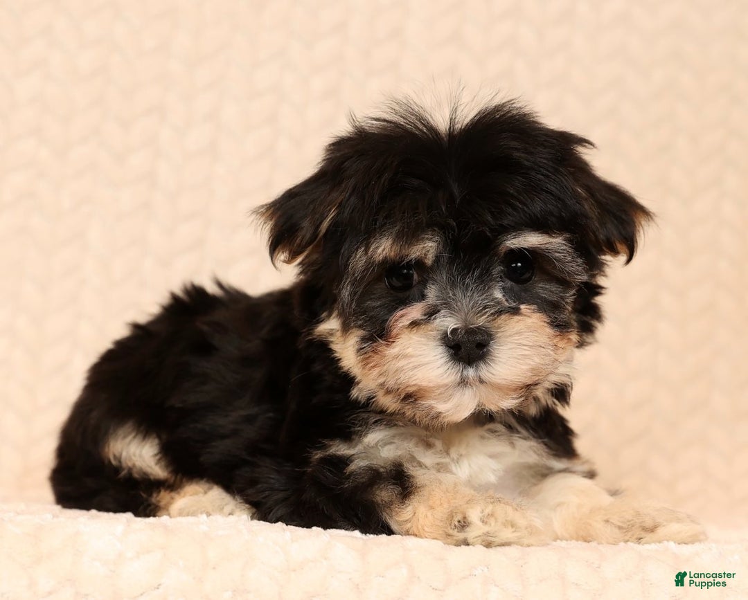 Yochon dogs for sale: Macy - Ad 1