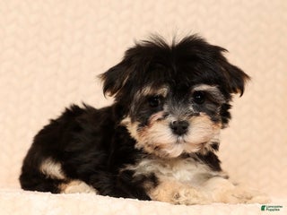 Yochon dogs Macy - Ad 16