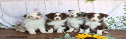Miniature Australian Shepherd dogs for sale: Mckenzie - Ad 3