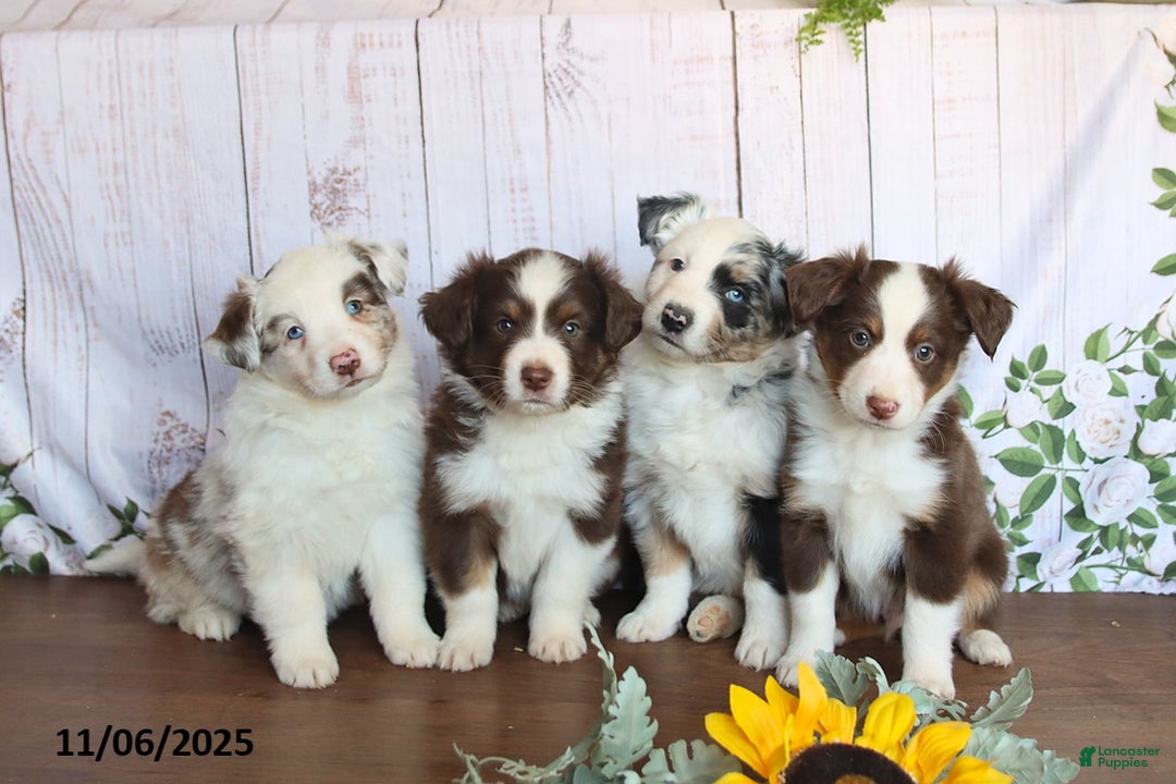 Miniature Australian Shepherd dogs for sale: Mckenzie - Ad 3