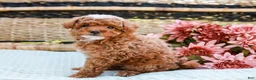 Toy Poodle dogs for sale: Bubbles - Ad 9