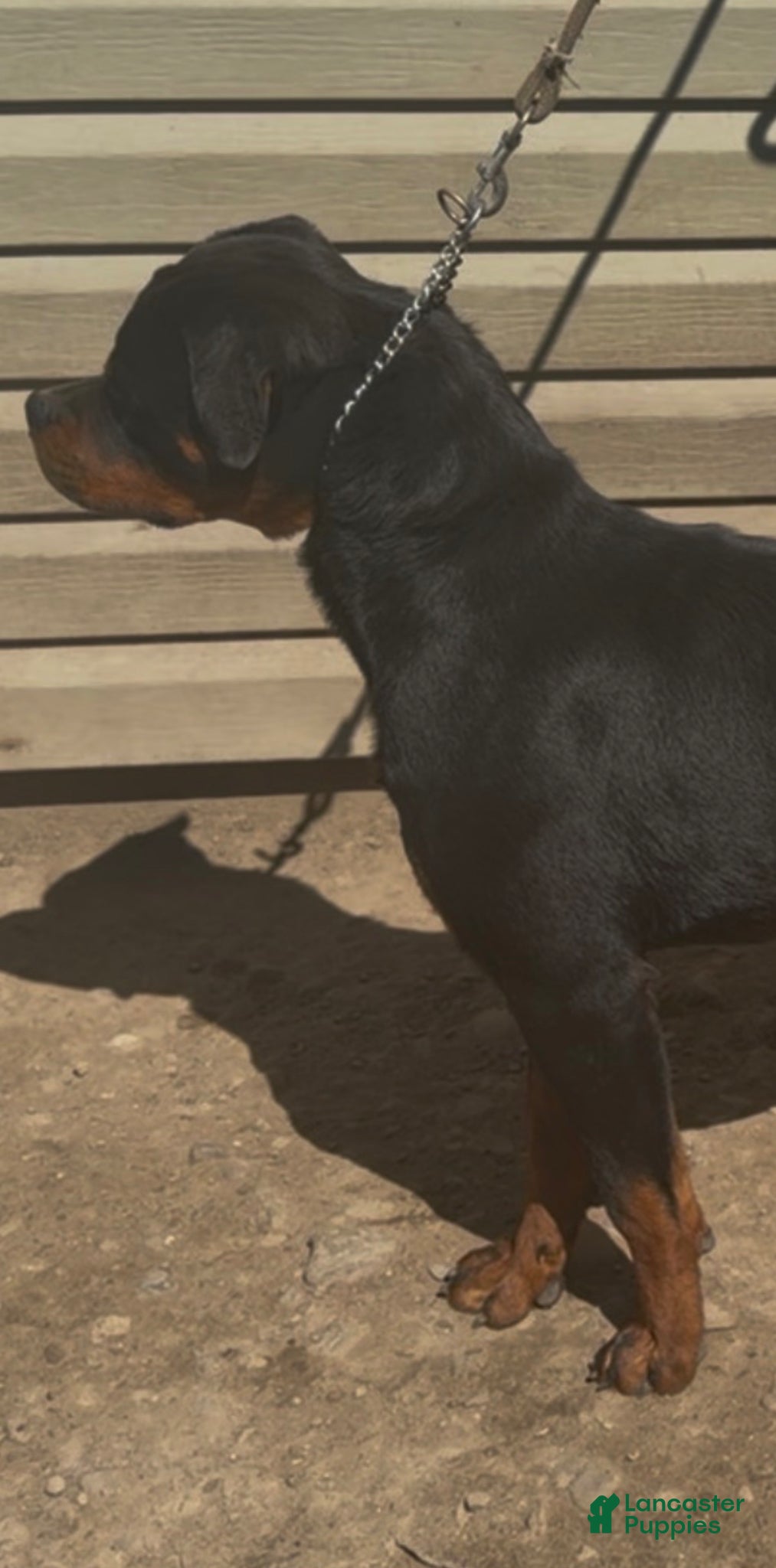 Rottweiler dogs DRONIQ - DONEY UNO - Ad 3