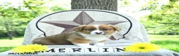 Welsh Corgi Pembroke dogs for sale: Merlin - Ad 7