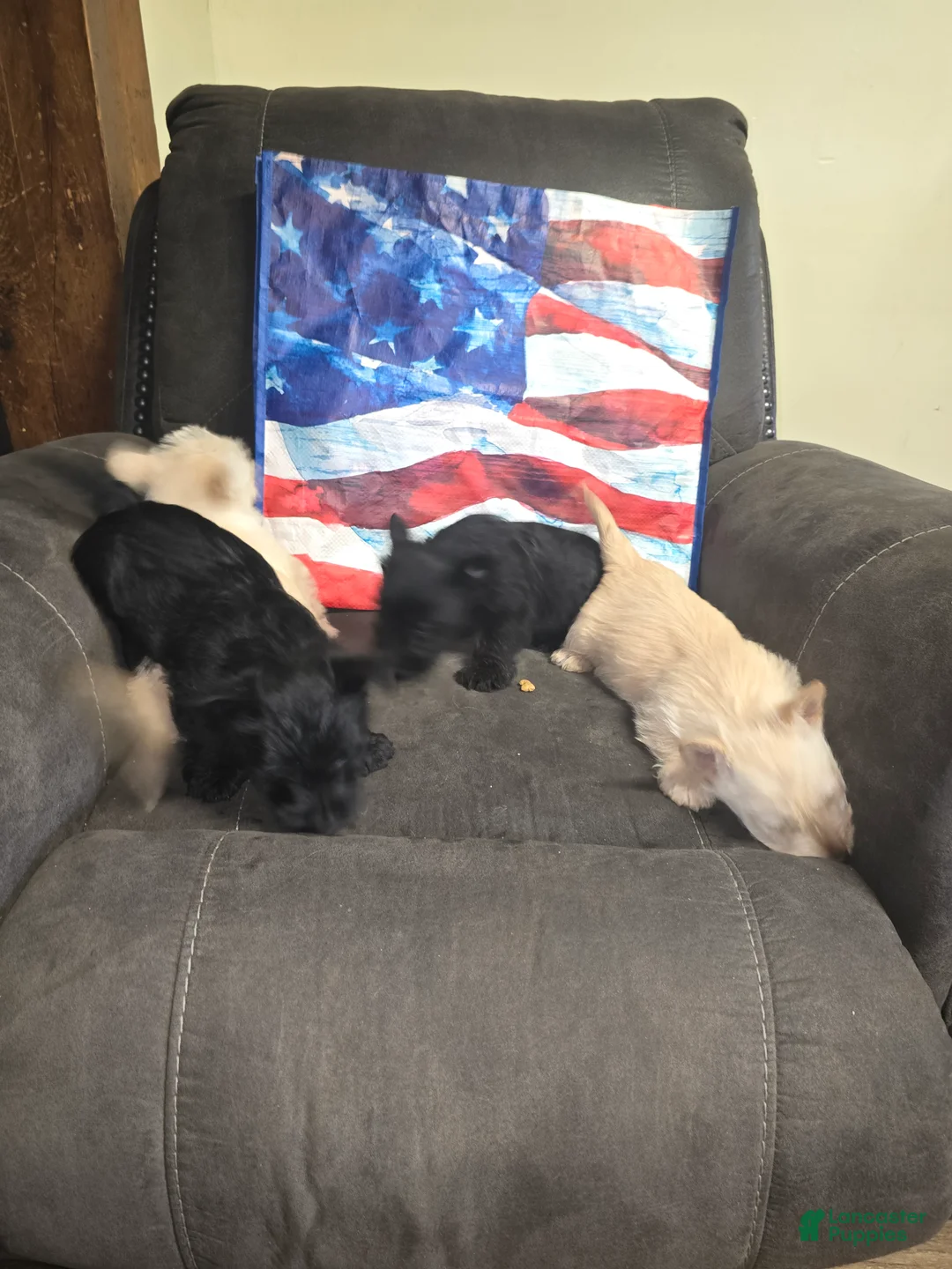 Scottish Terrier dogs for sale: Scottish Terrier 6 - Ad 1