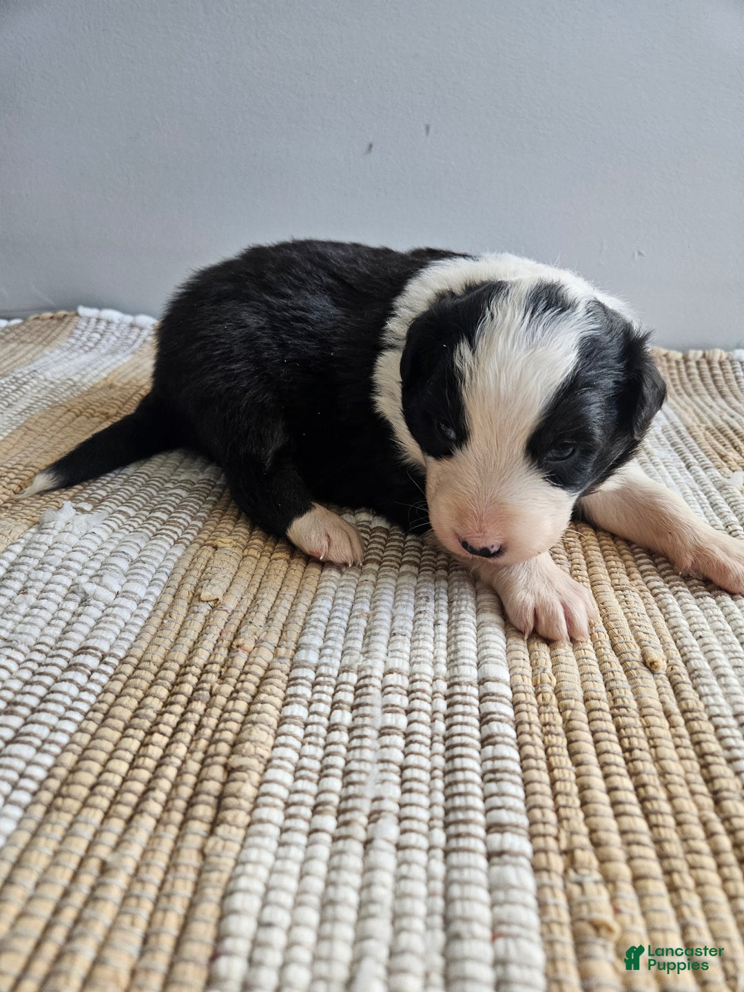 Australian Shepherd dogs for sale: Cooper - Ad 3