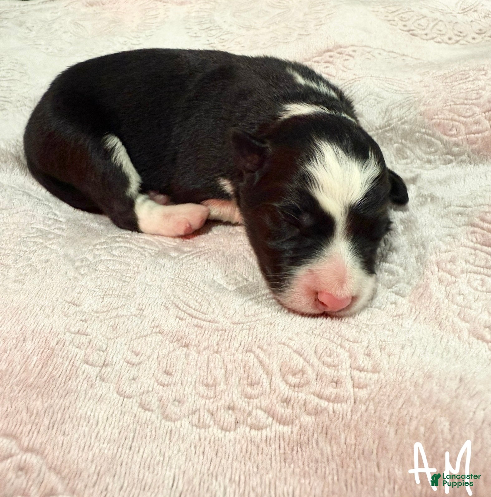 Border Collie dogs Border Collie “Jingle” - Ad 2