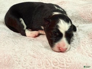 Border Collie dogs Border Collie “Jingle” - Ad 2