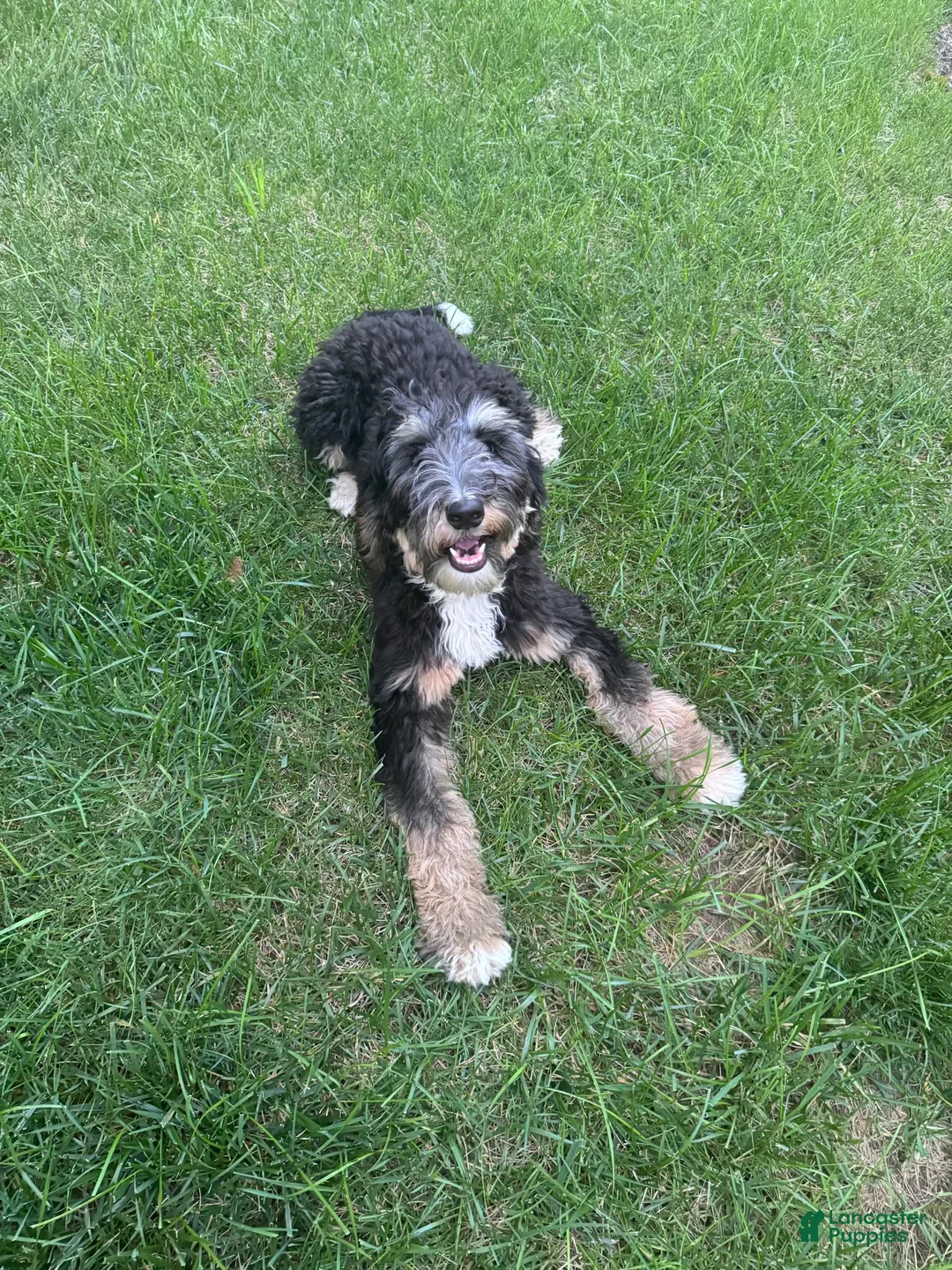 Gallery Image {{count}}