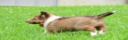 Shetland Sheepdog dogs for sale: Karma - Ad 4